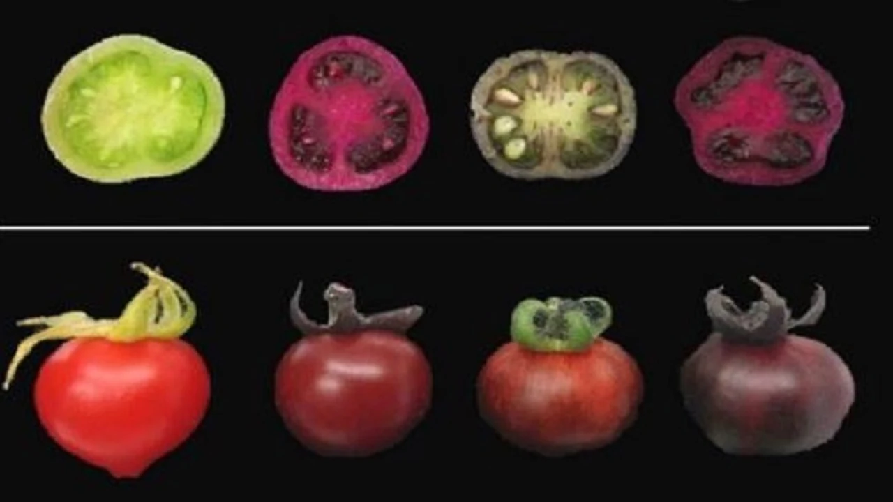 Fruits et légumes colorés sur un étal