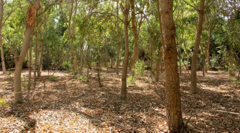 Une forêt dans le désert
