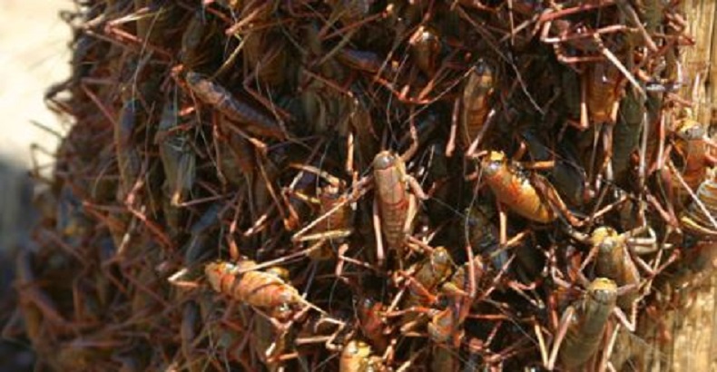 Invasion de sauterelles en Iran