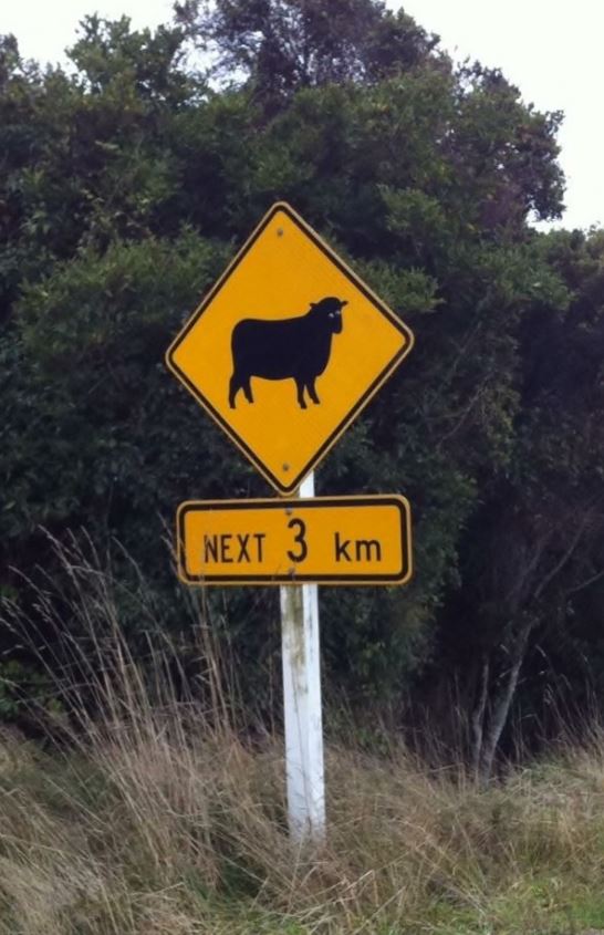 Prochain mouton à 3 kilomètres