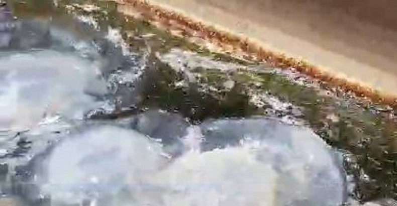 Invasion de méduses en Israël